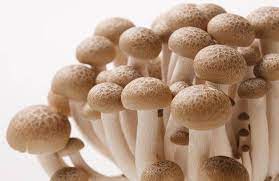 未来农业如何调整小麦种植模式适应水资源减少趋势